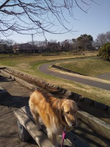 花子の庭の開花宣言・・・