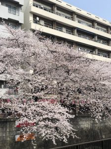 今年は行きたいですね