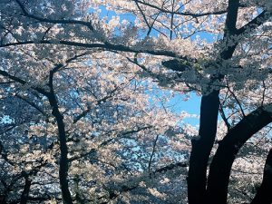 桜の名所へ