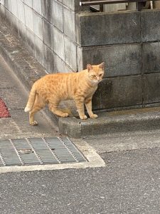 町でみかけるあいつ…