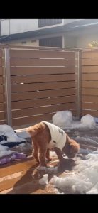 犬は喜び