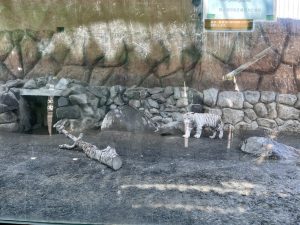 ホワイトタイガー
