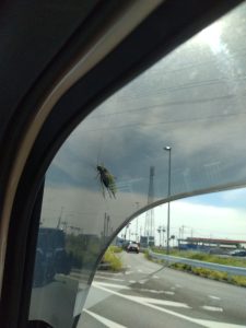 ど根性バッタ！！！